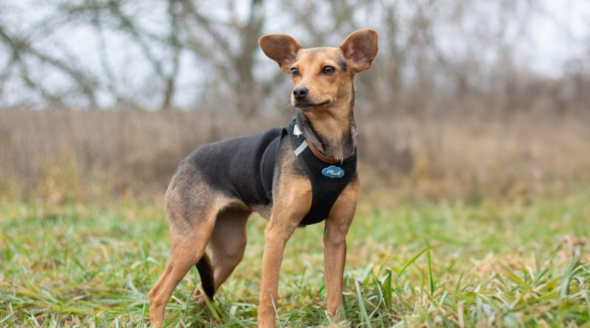 Chiens à adopter